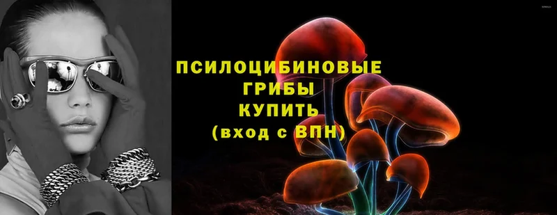 Псилоцибиновые грибы Psilocybe  Тара 